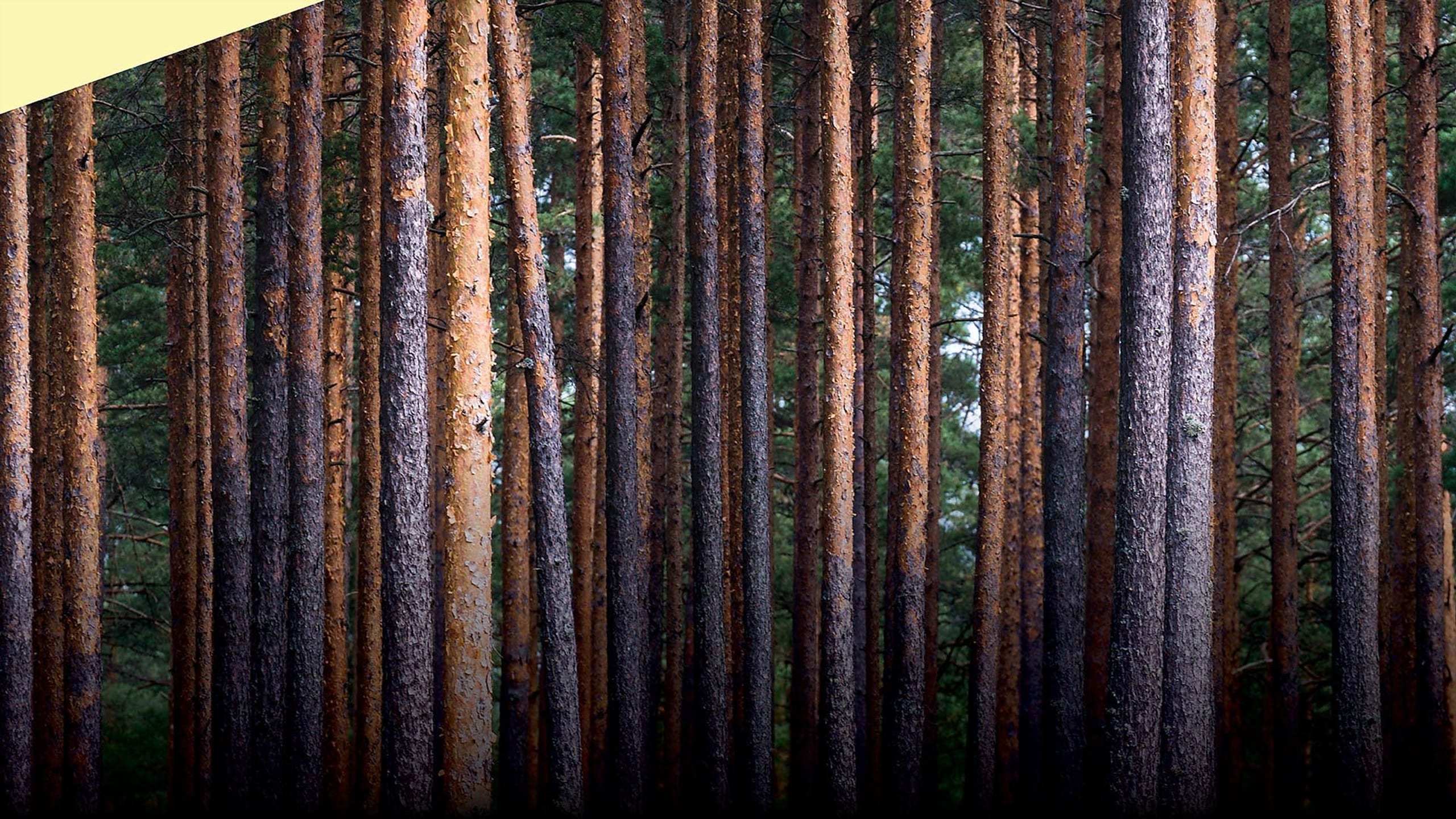 Artwork for Sibelius Symphony No. 5