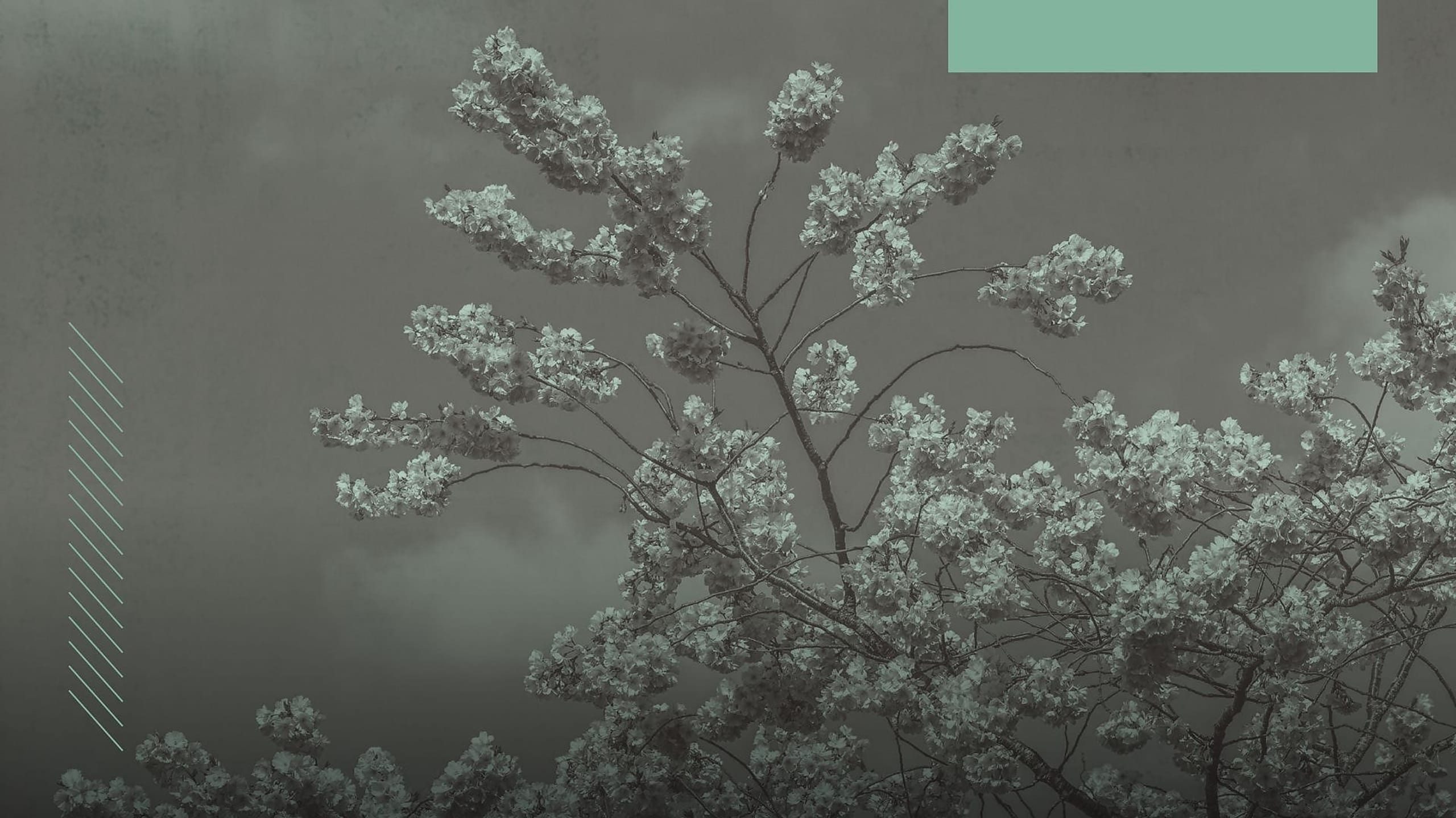 Artwork for Newbury Spring Festival